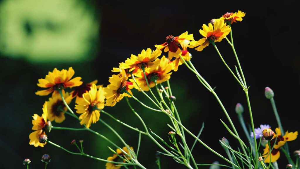 Plant Coreopsis 'Li'l Bang Enchanted Eve'