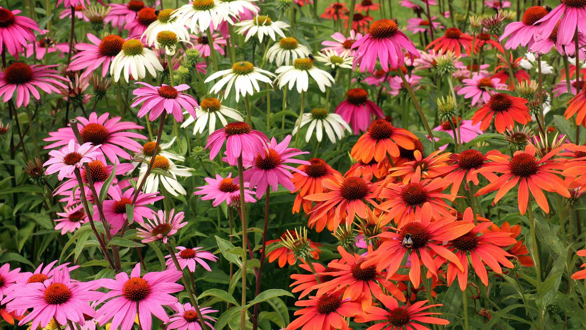 Lakota Fire Coneflower The Pernenial Plants