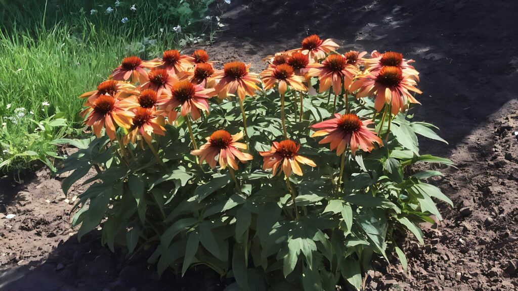 beautiful flowers growing in soil