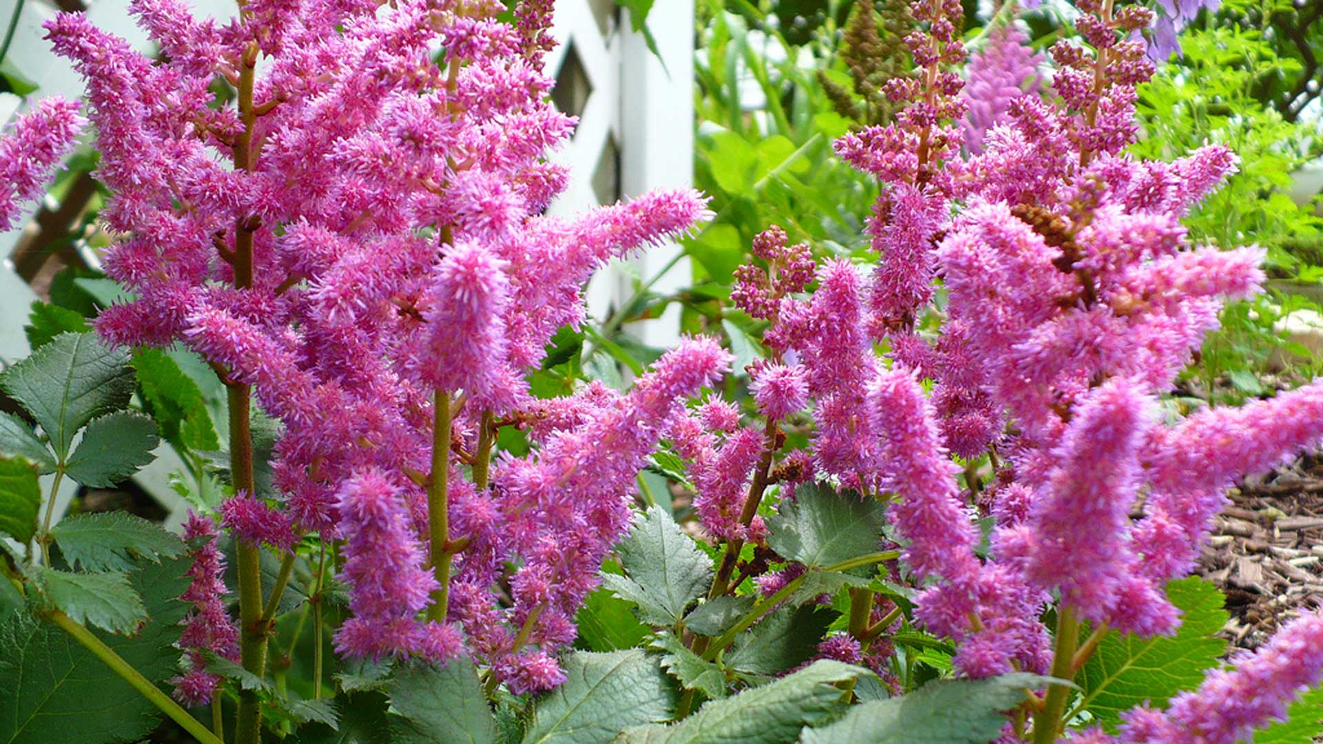 beautiful pink flowers