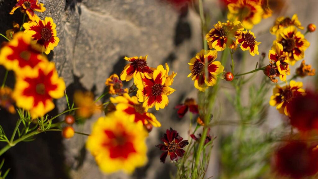 summer flower plant yellow and red