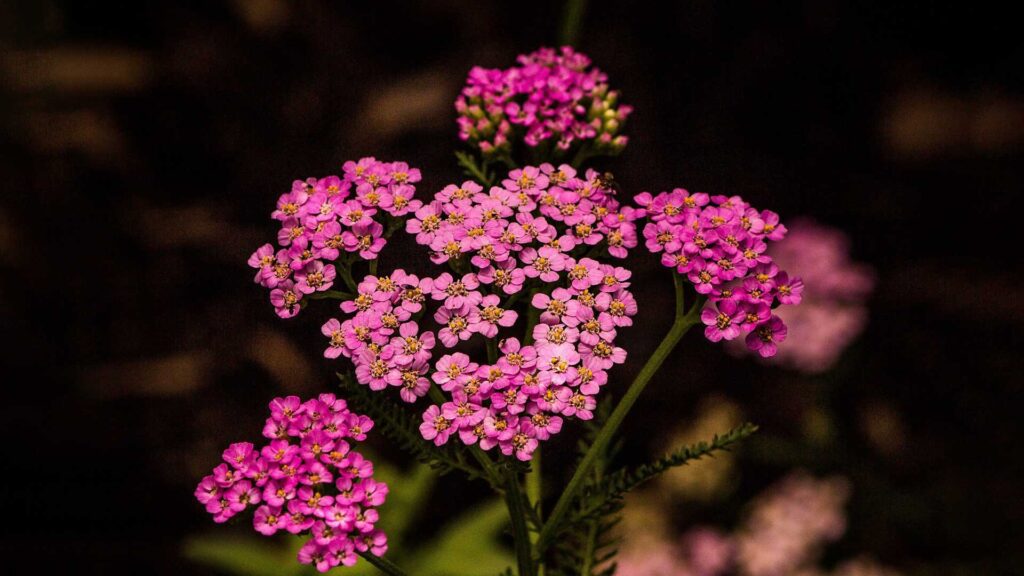 Achillea Millefolium Pink Yarrow