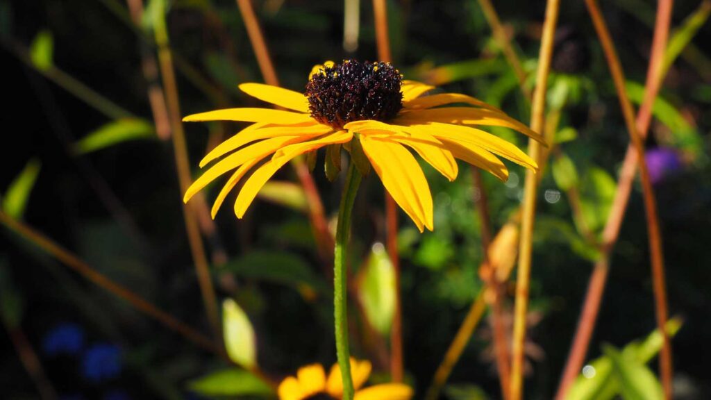 Appearance of the Black Eyed Susan Goldsturm