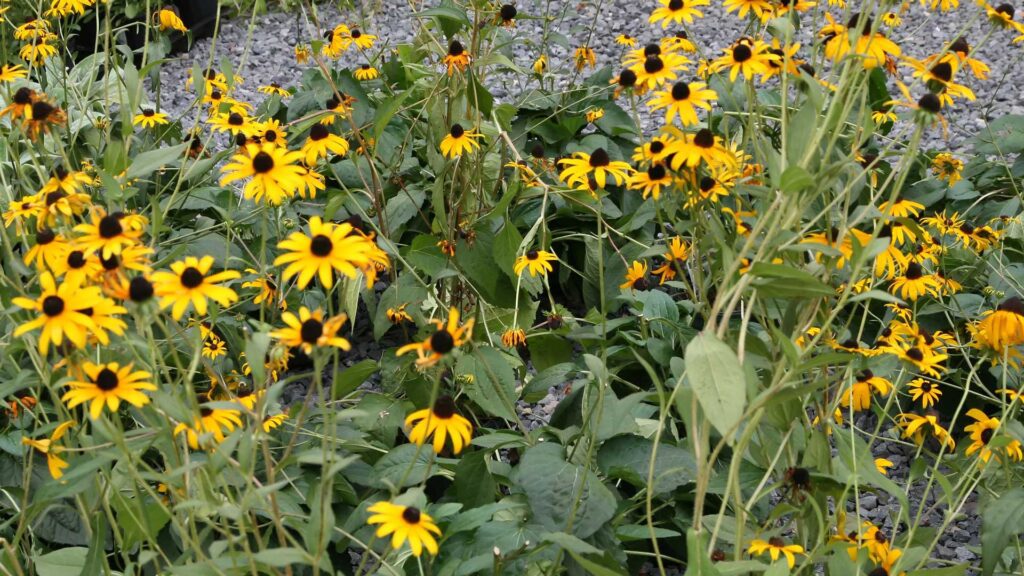 Arrangement of these Black Eyed Goldsturms