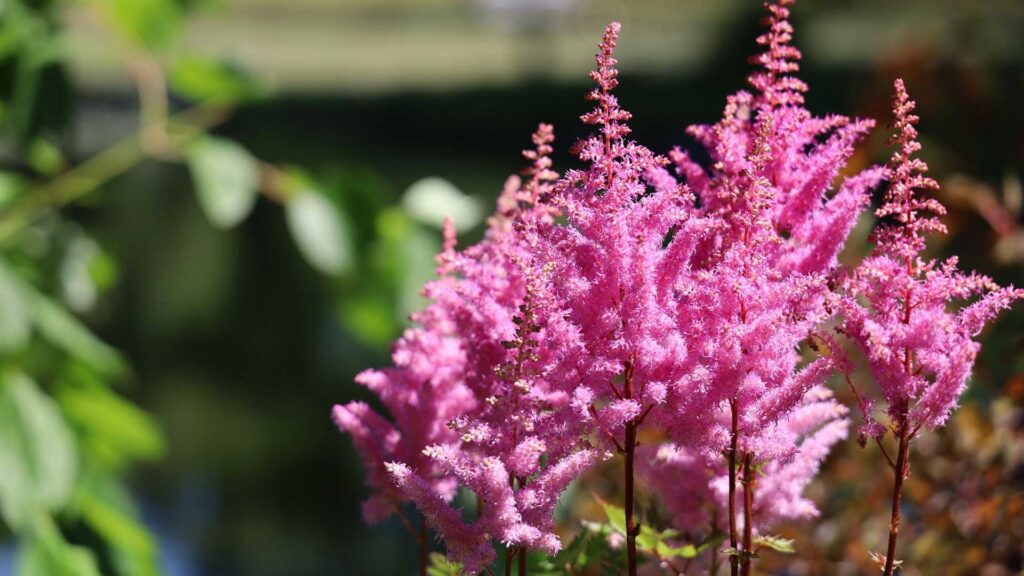 Little Vision in Pink Astilbe
