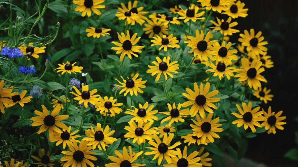 Blooming the Susan Goldsturm