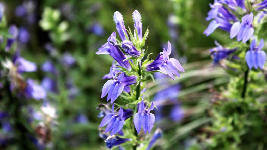 Blue Wonder Catmint