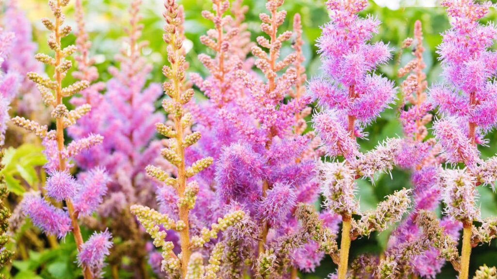 Caring for Little Vision Pink Astilbes Chinensis Plants