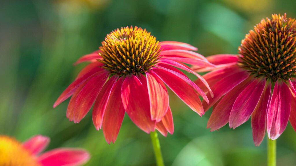 Echinacea Coneflowers Growth