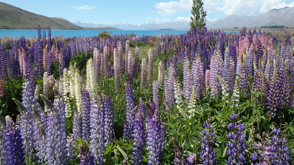 Plant of Friesland Meadow Sage