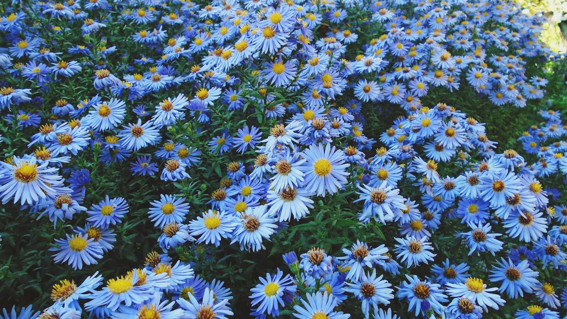 Kalimeris Incisa Blue Star