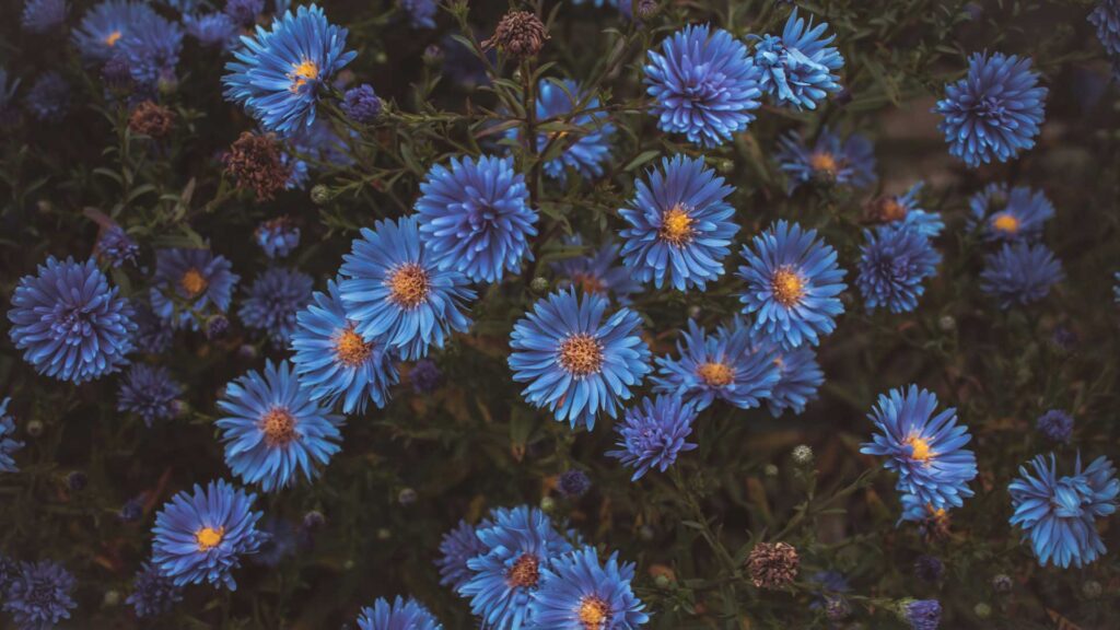 Maintenance of This Kalimeris Incisa Blue Star in Your Garden