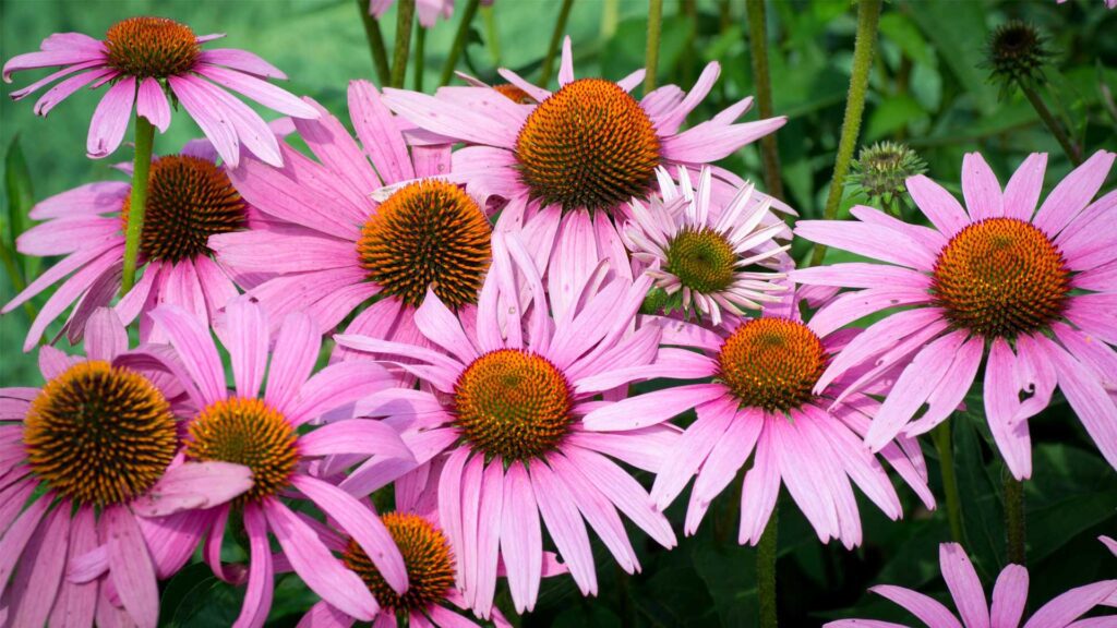 The Lakota Fire Coneflower