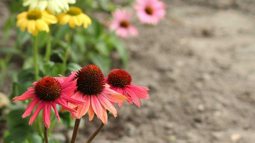 Lakota Fire of Perennial Plant