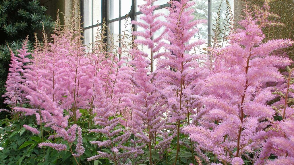 Meet The Little Vision in Pink Astilbes Chinensis
