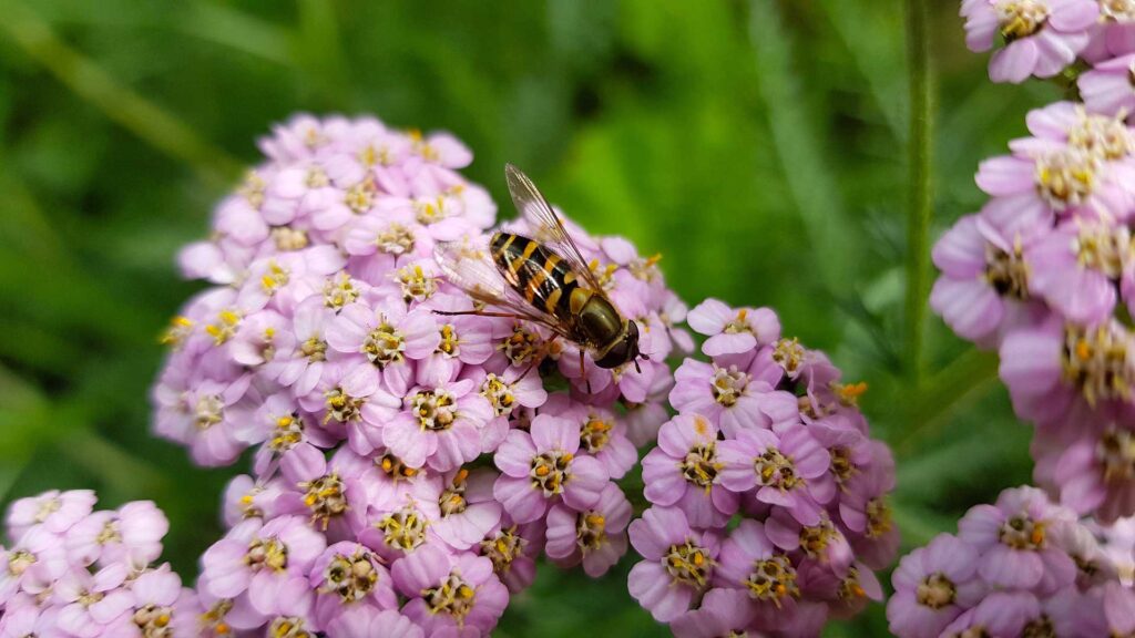 Saucy Seduction Yarrow Into Your Garden