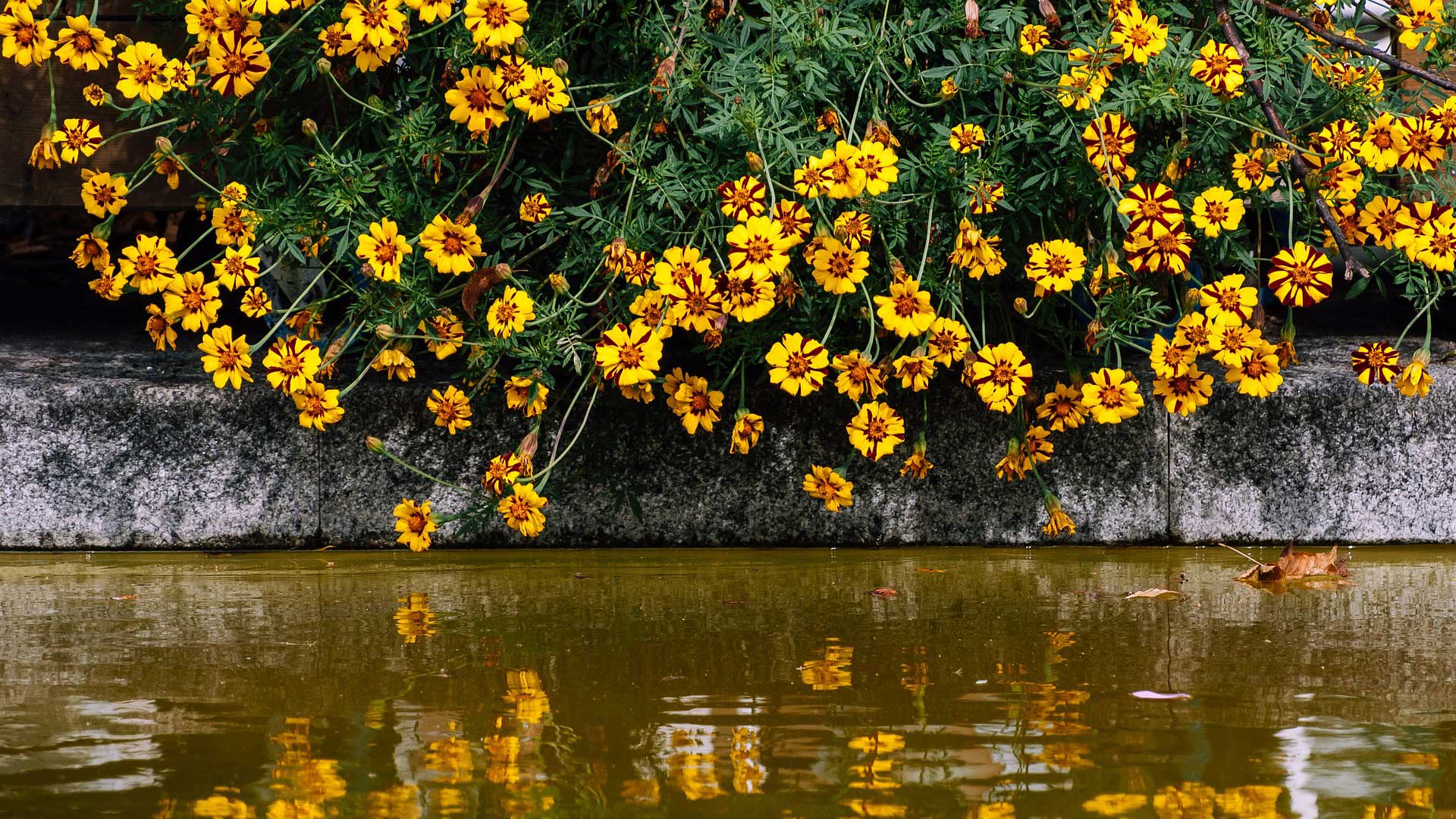 Coreopsis Lil Bang Enchanted Eve: A Perennial Tickseed Guide