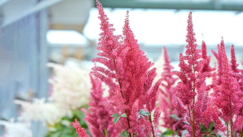 Propagating Your Little Vision Pink Plants
