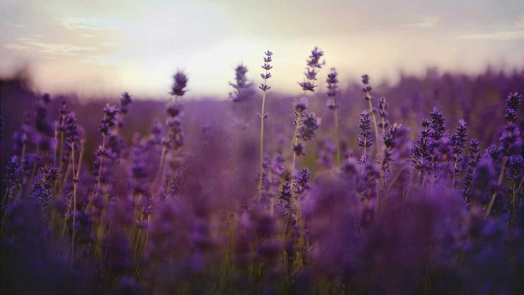 Salvia Flower Field On Bloom