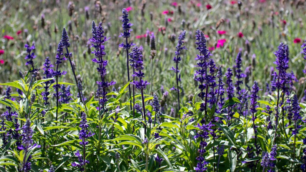 Easy To-Grow East Friesland Meadow Sage Plant