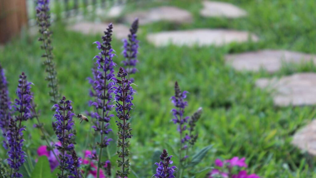 East Friesland Meadow Sage In Their Garden