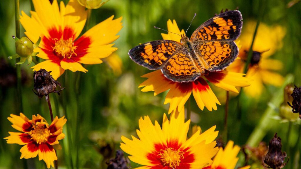 Species of Coreopsis Lil Bang Tickseed Flower