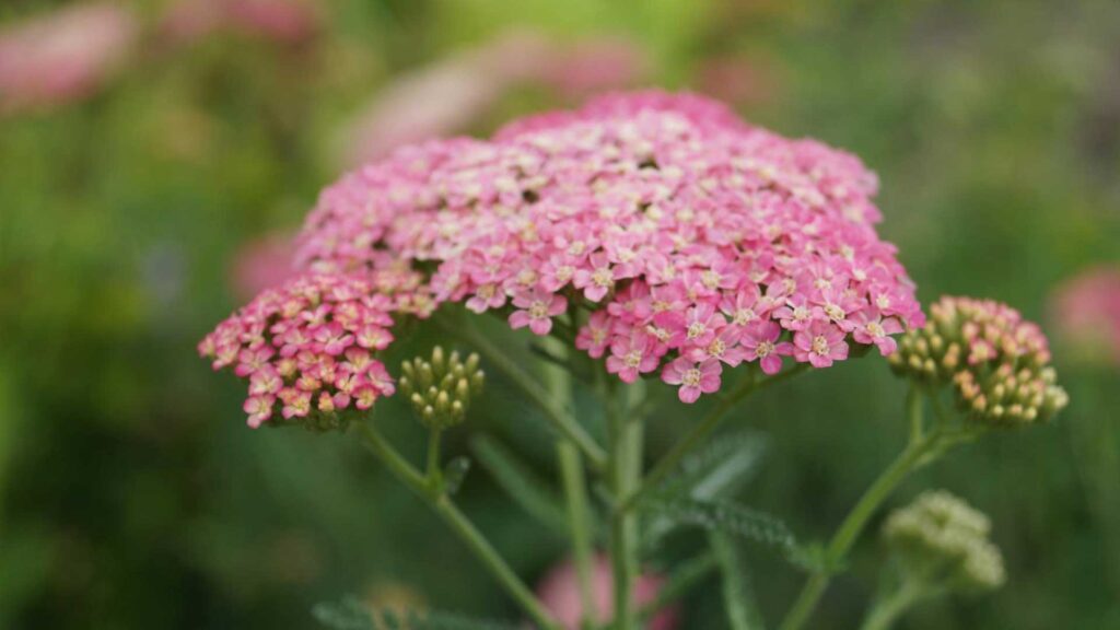 Take Care of Saucy Seduction Plant