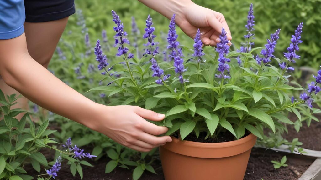 Taking Care of Salvia Nemorosa Plant