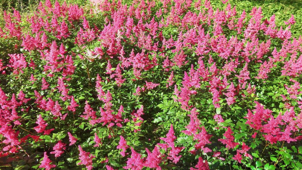 This Little Vision Pink Plant Needs Moist Soil