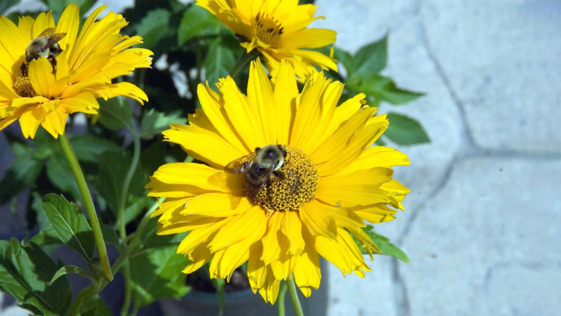 Tuscan Sun The False Perennial Sunflowers
