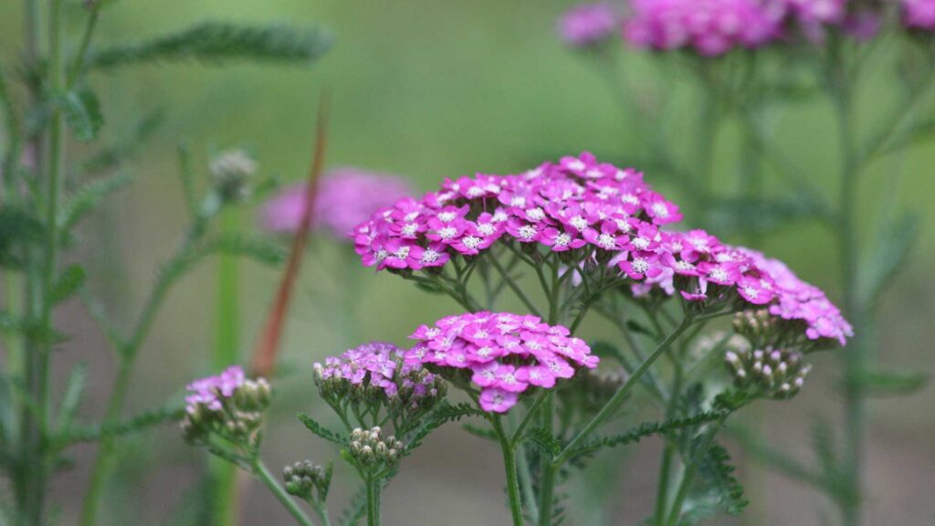 Saucy Seduction Yarrow