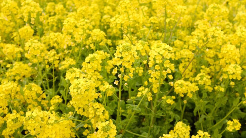 Yellow Flowers Growing Next to Each Other During Daytime