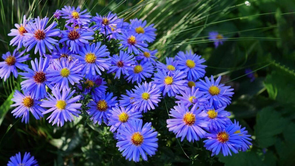 Kalimeris Incisa (Japanese Blue Aster) Plant