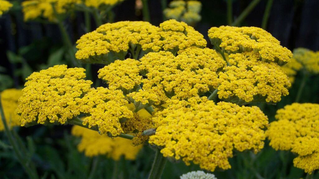 Sunny Seduction Yarrow Garden Flower