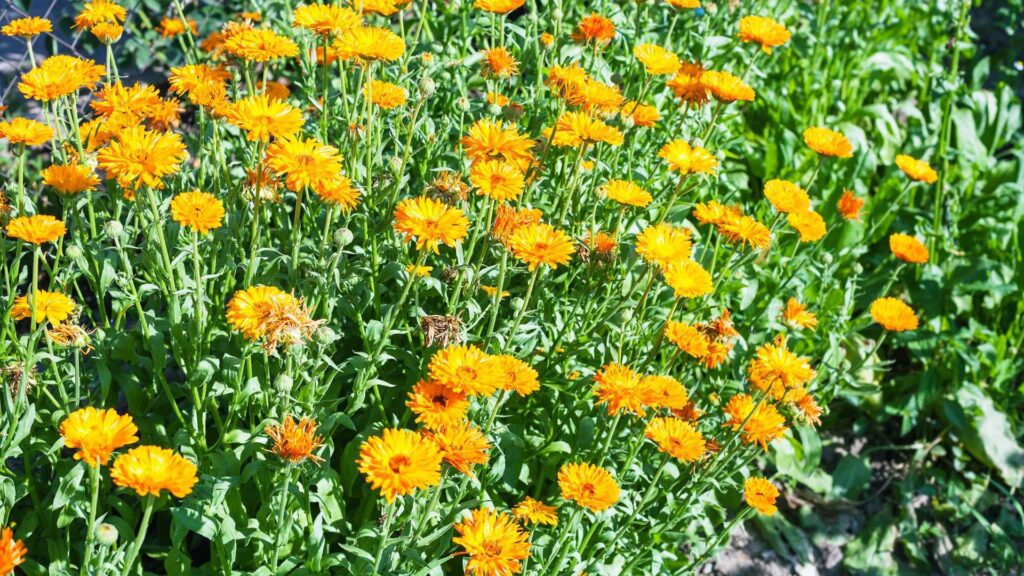 Arranging Coreopsis Jethro Perennial Plant in Gardens