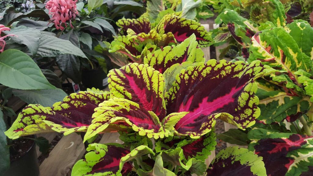 The Kong Coleus Plant in Garden