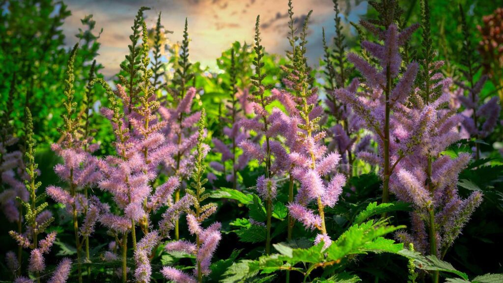 Astilbe Delf Lace Perennial Plants