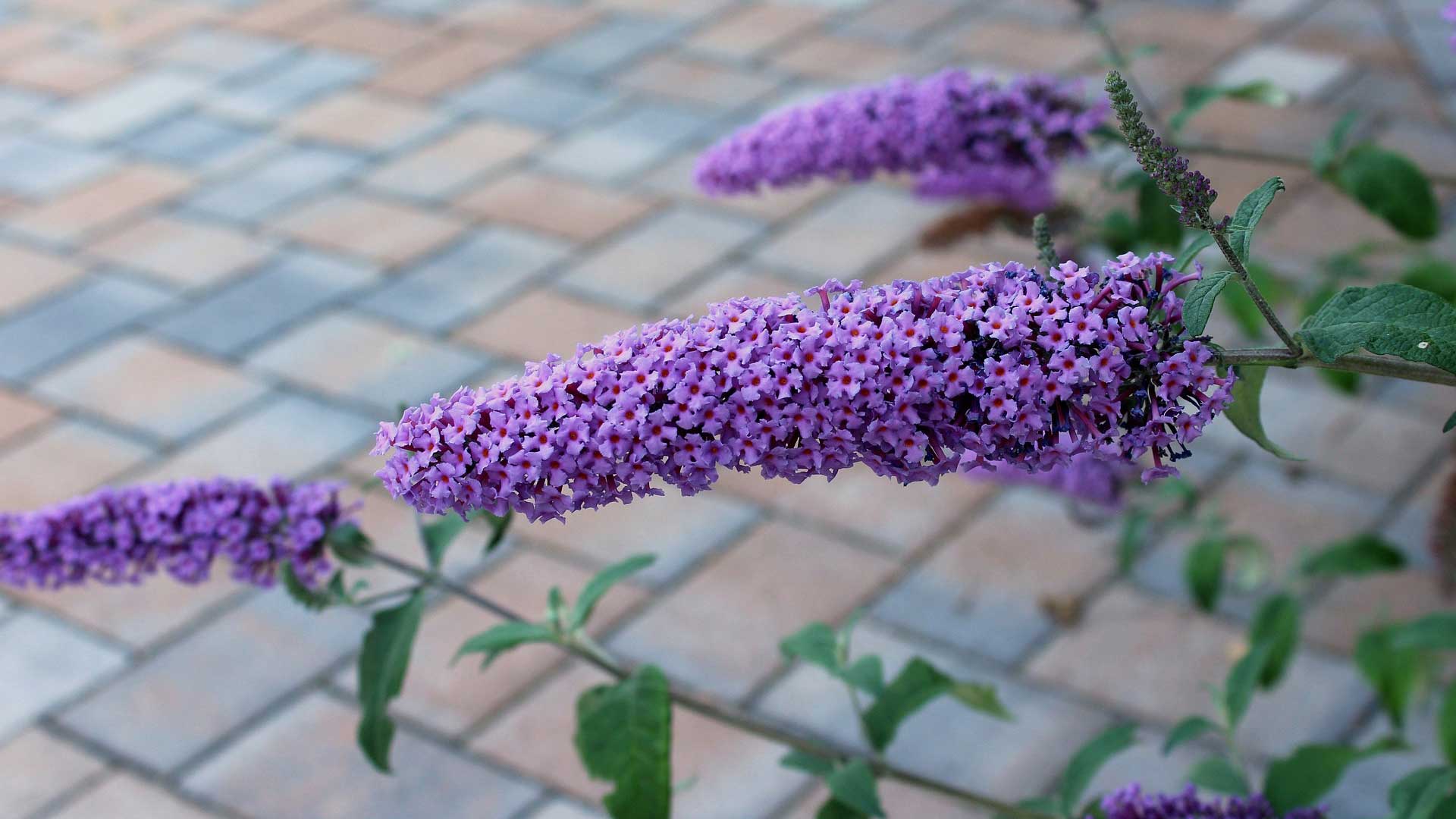 Buddleia x Pugster Butterfly Bush Special Perennial Plants