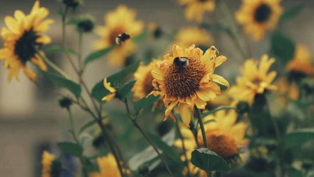 Bumblebees Among Fake Sunflowers