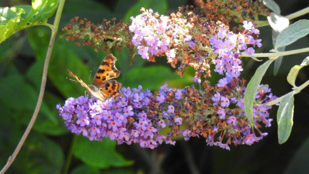 The fragrant flowers invite pollinators such as butterfly making your garden a happy place.