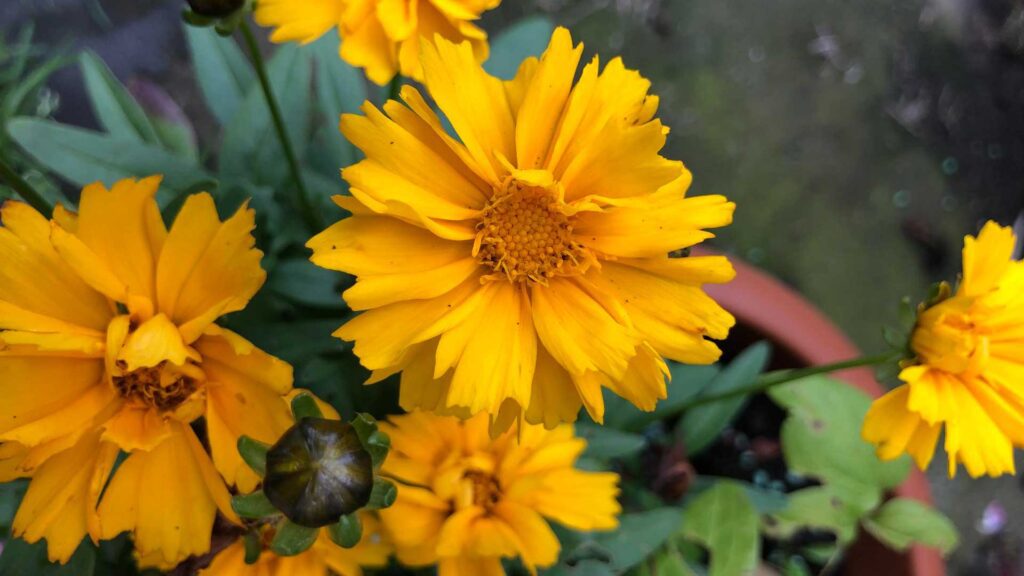 Care of Golden Coreopsis Jethro Tull Plant