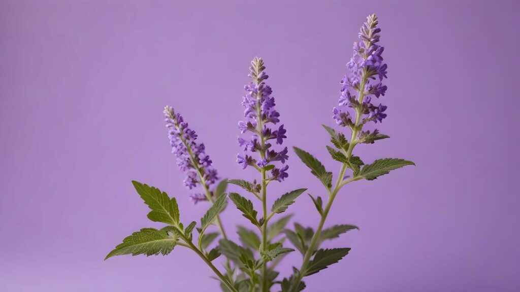 Caring for Your Six Hills Giant Catmint