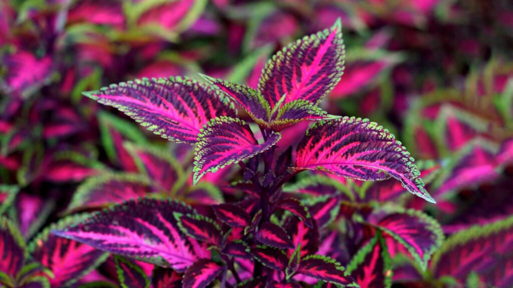 The Premium Red Shade Kong Coleus Plant!