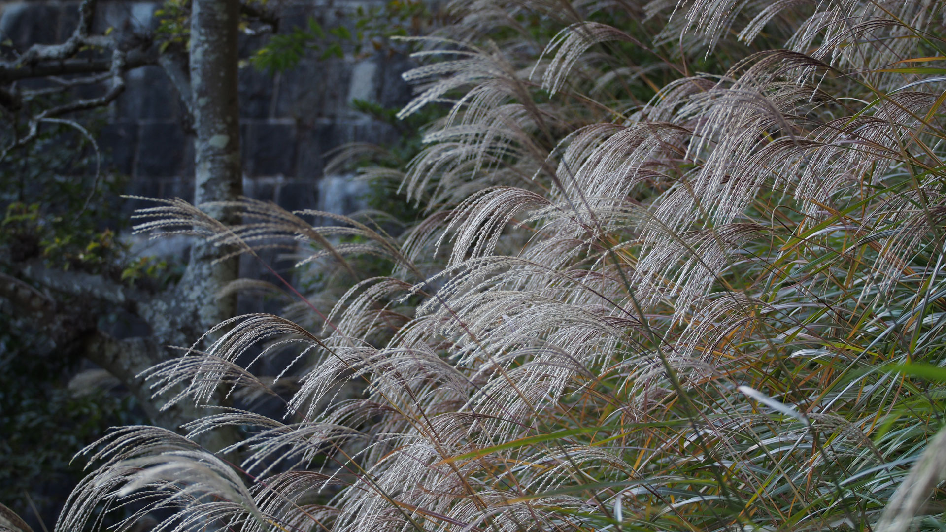Ornamental Chinese Silver Grass