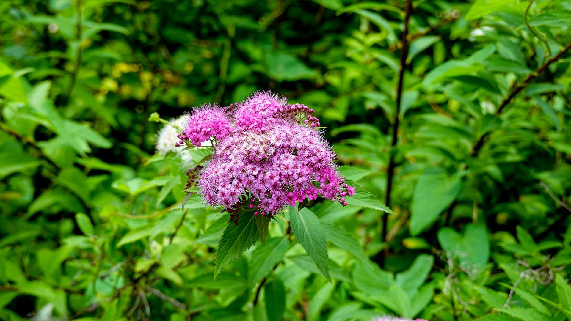 Close-Up Shot of Blooming Purple Flowers and Green Leaves