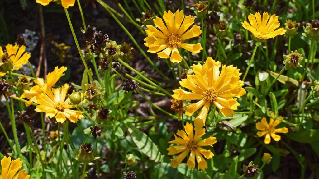 Golden Yellow Coreopsis Jethro Flowers