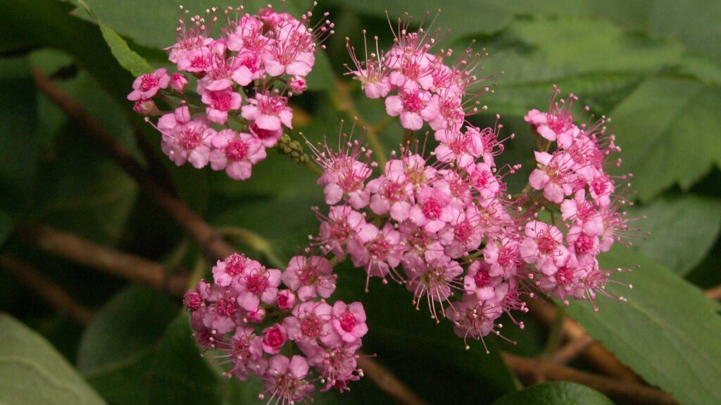Double Play Big Bang Spirea