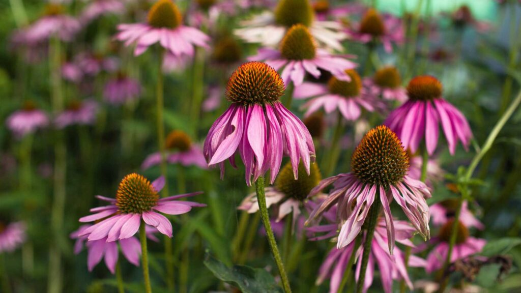 Wildberry Echinacea Perennial Flower in Garden
