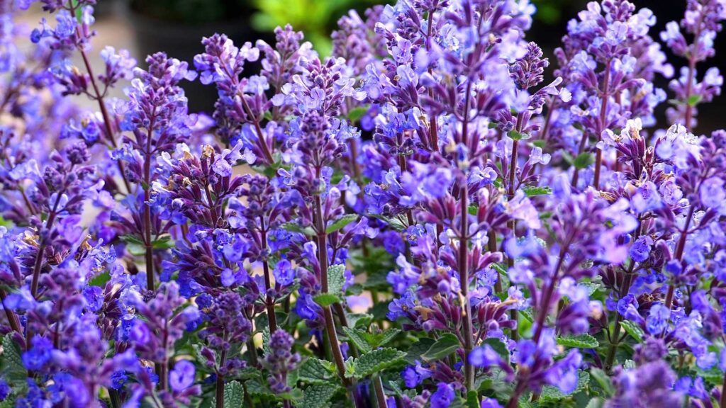 Enhance Your Garden with Little Spire Russian Sage