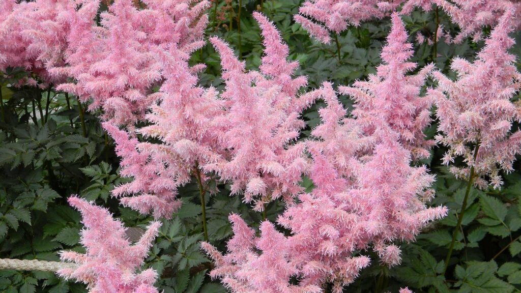 False Astilbe Delft Lace Spirea